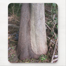 Loving Trees ~ mousepad