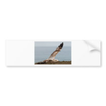 Low flying bird bumper sticker