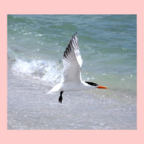 Low-Flying Tern at Beach Print posters