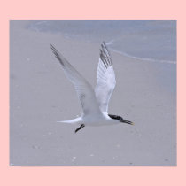 Low Flying Tern at Beach (version B) posters
