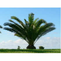 Low Palm Tree photo sculptures