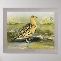Lowe's Sand Grouse Poster