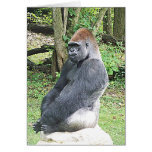 Lowland Gorilla in Sitting Pose Greeting Cards