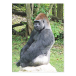 Lowland Gorilla in Sitting Pose Post Cards