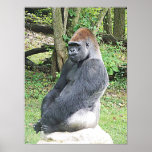 Lowland Gorilla in Sitting Pose Poster