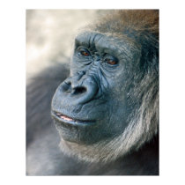 Lowland Gorilla Nose posters