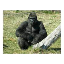 Lowland Gorilla posters