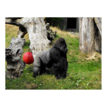Lowland Gorilla silverback male at Durrell Zoo posters by ANGELHELEN Lowland Gorilla silverback male at Durrell Zoo posters