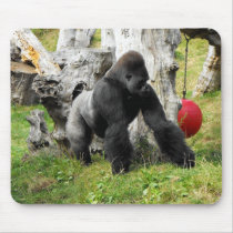Lowland silverback gorilla walking mousepads