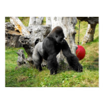 Lowland silverback gorilla walking posters
