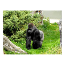 Lowland silverback male gorilla knuckle walking posters by ANGELHELEN Lowland silverback male gorilla knuckle walking posters