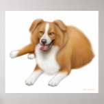 Loyal Border Collie Dog Print