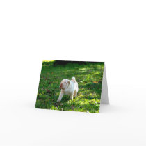 Loyal Companions: Shar-pei cards