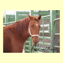 Loyal Friend Horse Poster posters