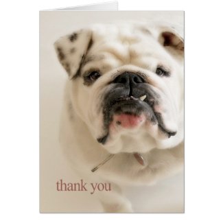 Loyal White Bulldog Thank You Card