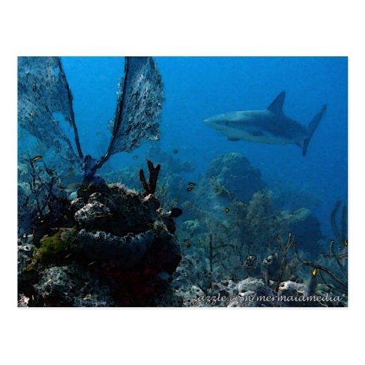 Ltd Edition Bahamian Reef Sharks Postcards