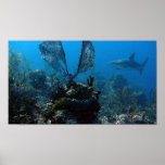 Ltd Edition Bahamian Reef Sharks Posters