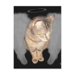 Lucian Angel Post Card