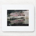 Lucifer, Hippopotamus Homosassa Wildlife Park mousepads