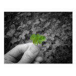 Lucky 6 (selective colored version) postcards