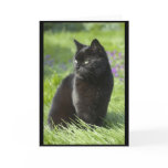 Lucky Black Cat Card