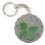 lucky charm, four leaf clover, irish, luck, lucky,