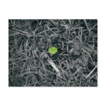 lucky clover postcards by fotoplus lucky clover postcards