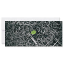 lucky clover rack cards by fotoplus lucky clover rack cards
