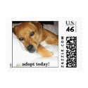 Lucky dog - Adopt a dog today stamp - mutt by puppydogs Lucky dog - Adopt a dog today stamp - mutt