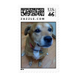 Lucky dog on a stamp stamps