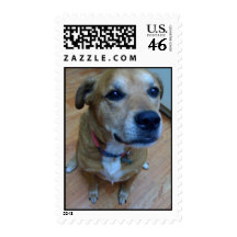 Lucky dog on a stamp