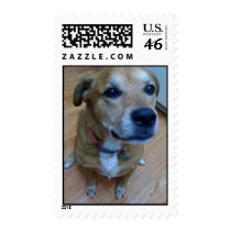 Lucky dog on a stamp
