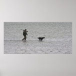 Lucky Dog posters