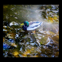 Lucky Duck posters