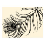 LUCKY FEATHER ★ POSTCARD