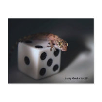 Lucky Gecko by JLH Postcard
