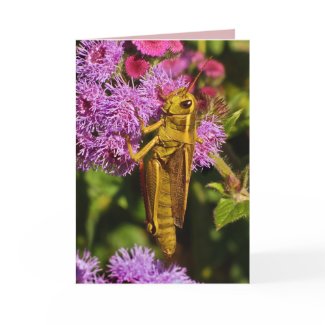 Lucky Grasshopper Birthday