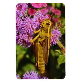 Lucky Grasshopper on Ageratum Rectangular Magnets