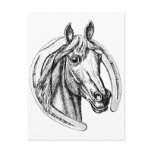Lucky Horse Postcard