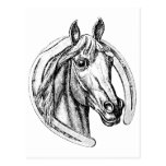 Lucky Horse Postcard