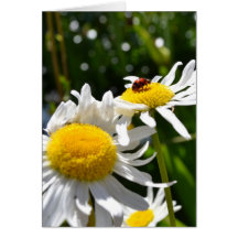 Lucky Ladybug Card