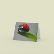 Lucky Ladybug Cards