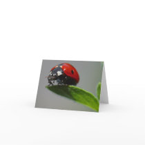 Lucky Ladybug Cards