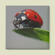 Lucky Ladybug Gift Ideas