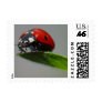 Lucky Ladybug