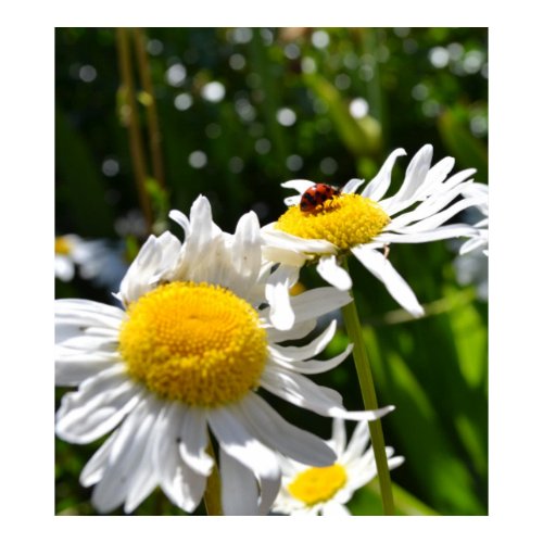 Lucky Ladybug print