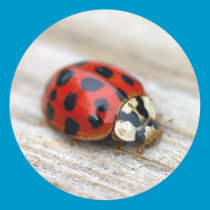 Lucky Ladybug Stickers