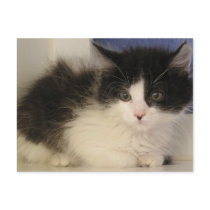 Lucky postcards by okcshelter Lucky postcards
