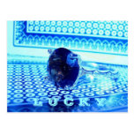 "LUCKY!" Postcard postcards