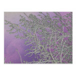 Lucky Purple n Silver Streaks V5 Post Cards